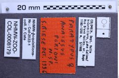 Etiketten zu Anaissus porini (NHMW-ZOO-COL-0008179)
